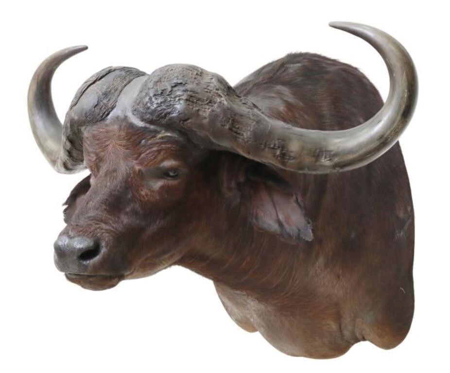 Appraisal: Taxidermy Cape Buffalo trophy shoulder mount approx h w d