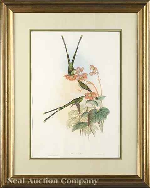 Appraisal: After John Gould English - Cometes Sparganurus and Lesbia Nuna