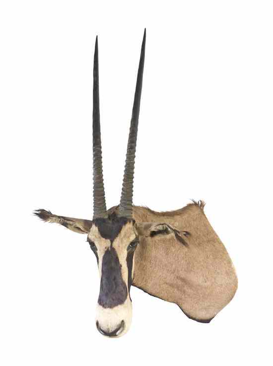 Appraisal: A Taxidermy Gemsbok Shoulder Mount Height inches