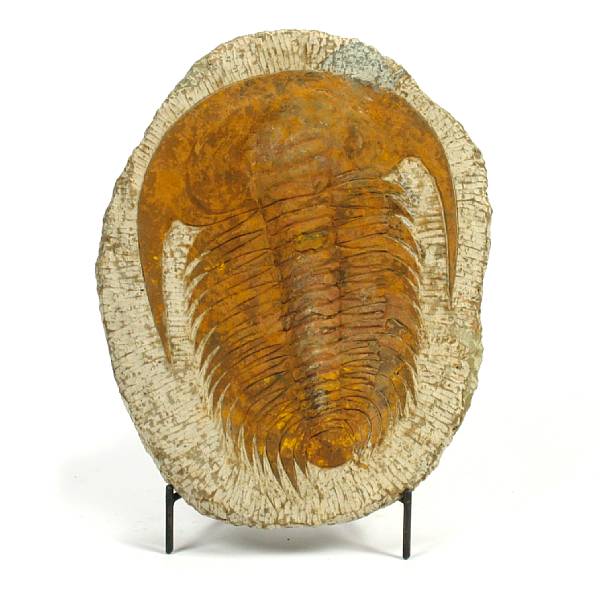 Appraisal: Single Trilobite Plaque Metacanta sp Morocco years old Measuring x