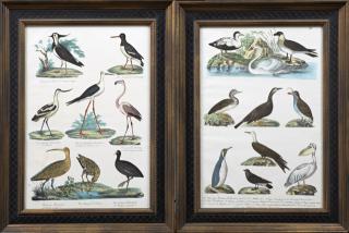 Appraisal: German School Multiple Birds early th c pa German School