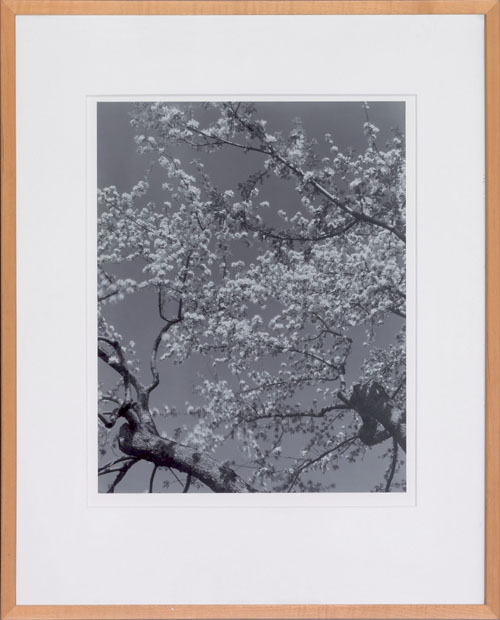 Appraisal: Edward Jean Steichen American - silver print titled Apple Blossoms