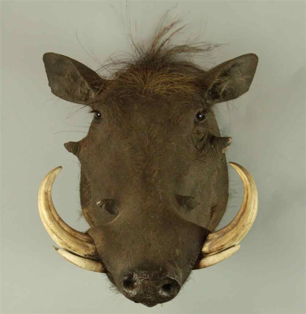 Appraisal: EAST AFRICAN WARTHOG TAXIDERMY SHOULDER MOUNT JONAS BROS habitat throughout