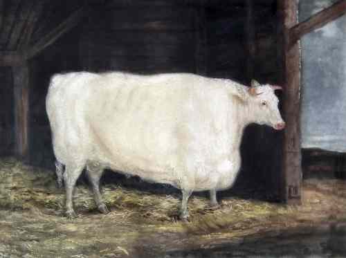 Appraisal: Coloured aquatint - ''The Durham White Ox'' originally published December