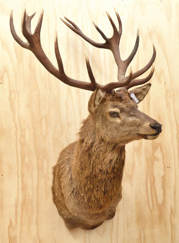 Appraisal: LARGE TAXIDERMIED RED DEER HEAD APPROXIMATELY CM HIGH LARGE TAXIDERMIED