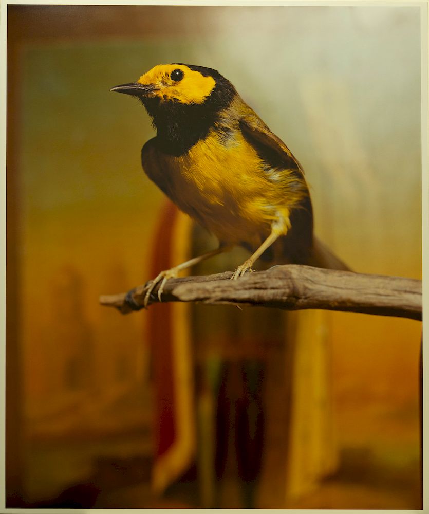 Appraisal: Andres Serrano - Hooded Warbler II Lot Andres Serrano American