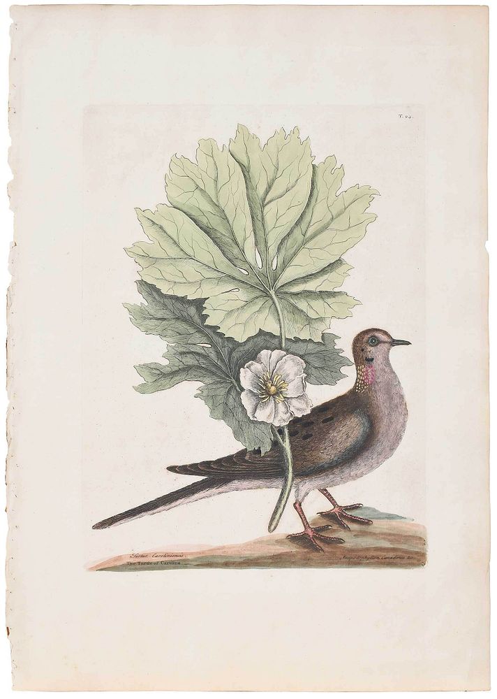 Appraisal: Mark Catesby British - The Turtle of Carolina Mayapple T