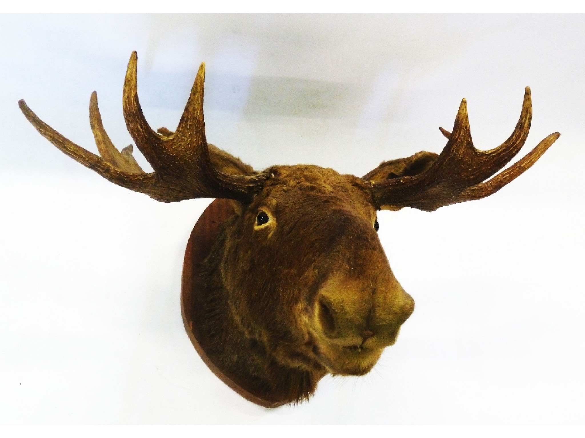 Appraisal: A TAXIDERMIC LARGE MOOSE HEAD with five point antlers mounted