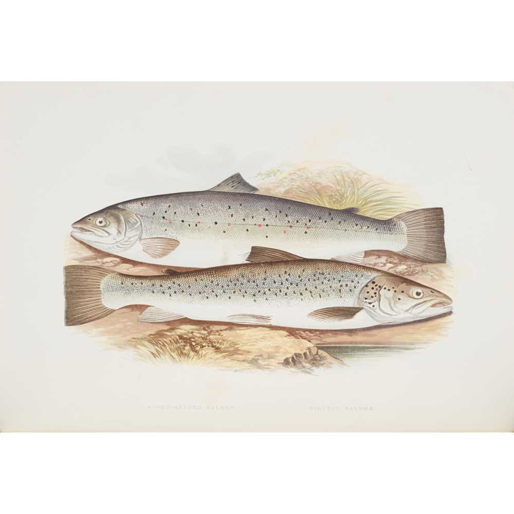 Appraisal: HOUGHTON REV WILLIAM BRITISH FRESHWATER FISHES British Fresh-water Fishes London