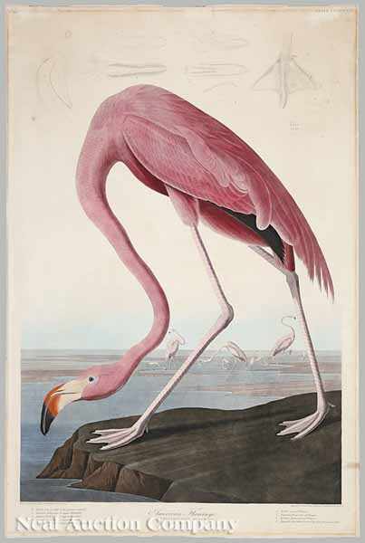 Appraisal: After John James Audubon American - American Flamingo No Plate