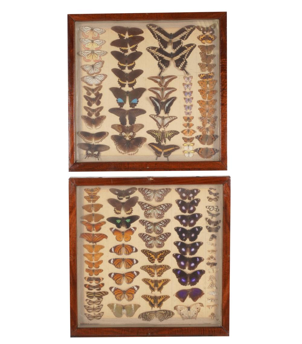 Appraisal: TWO FRAMED BUTTERFLY SPECIMEN DISPLAYSeach in a wood frame Provenance