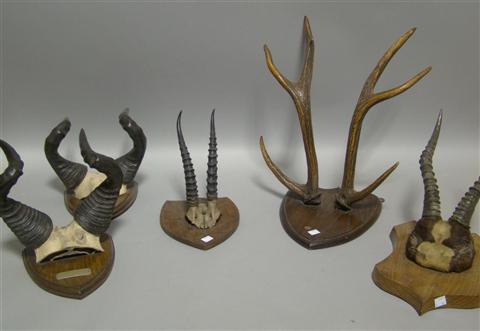 Appraisal: FIVE HUNTING HORN TROPHIES Each set of mounted small horns