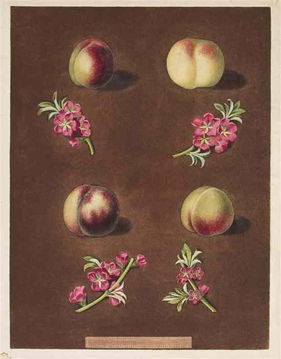 Appraisal: BOTANY ENGLISH BROOKSHAW GEORGE Peaches Nectarines Engraving with hand-coloring in