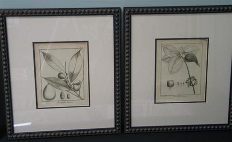 Appraisal: Eight b w copper engravings of botanicals by Fusee Aublet