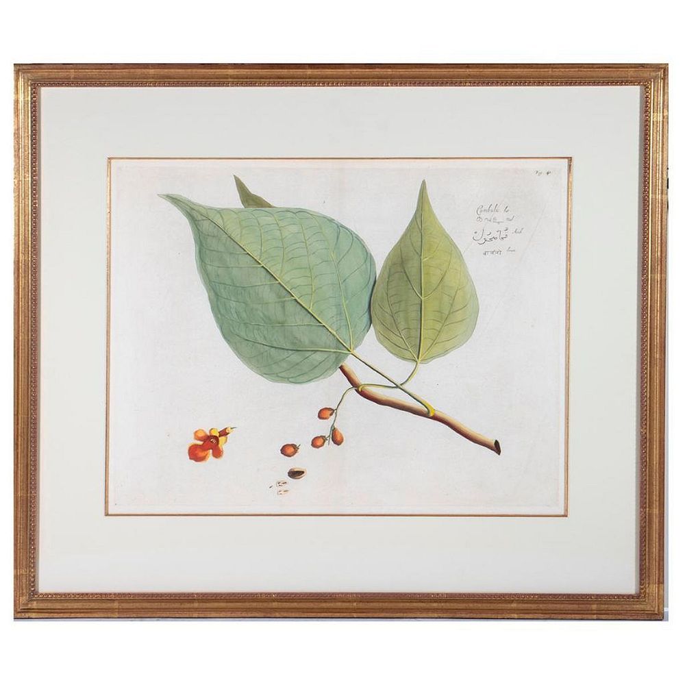 Appraisal: Botanic Plate 'Cumbulu' Mark Catesby - Hand colored on laid