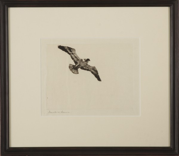 Appraisal: Soaring Fish Hawk etching x signed lower left Frank W