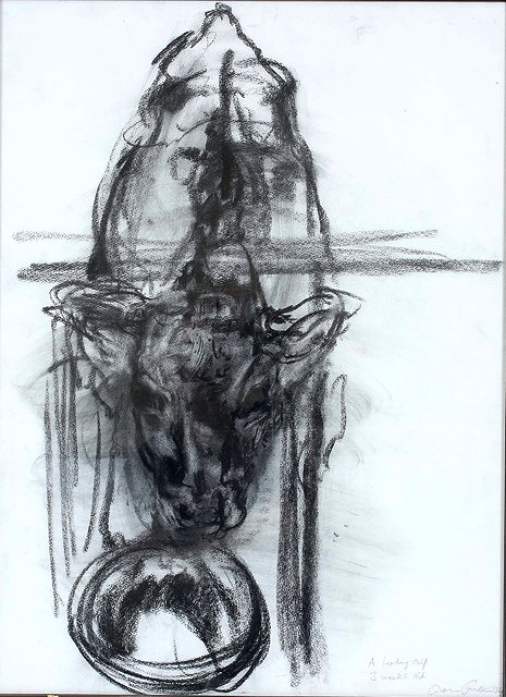 Appraisal: ST CENTURY ENGLISH SCHOOL 'A FEEDING CALF WEEKS OLD' charcoal