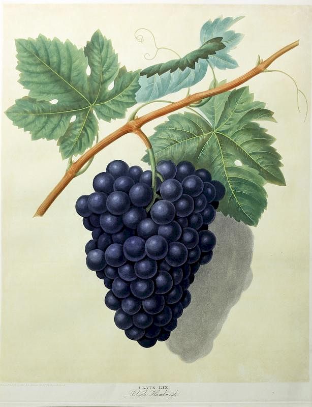 Appraisal: Grapes from Brookshaw's Pomona Britannica The Black Hamburgh Grapes Plate