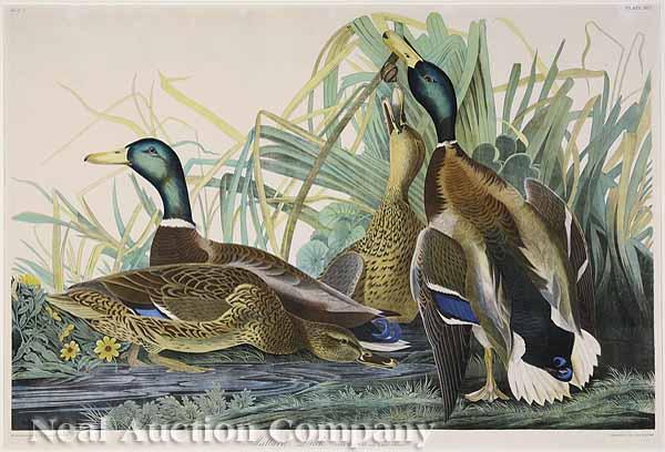 Appraisal: After John James Audubon American - Mallard Duck No -