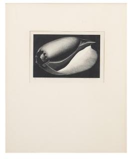 Appraisal: Paul Landacre N A ''Shell'' signed in pencil in the