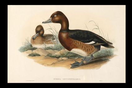 Appraisal: WOLF RICHTER WHITE-EYED OR FERRUGINOUS DUCK Lithograph with hand-coloring x