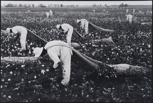 Appraisal: LYON DANNY - Cotton Pickers Silver print x inches x