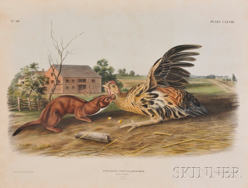 Appraisal: Audubon John Woodhouse - Tawny Weasel plate CXLVIII from The