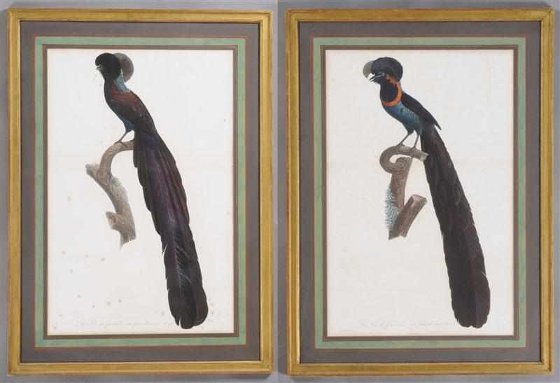 Appraisal: AFTER JACQUES BARRABAND BIRDS OF PARADISE Pair of engravings with