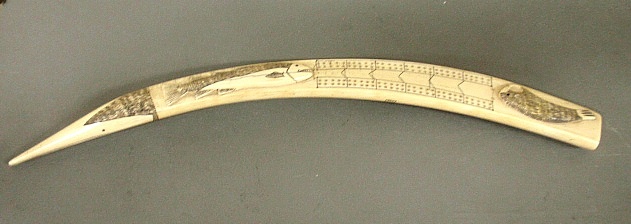 Appraisal: - Large Inuit scrimshaw walrus tusk cribbage board th c