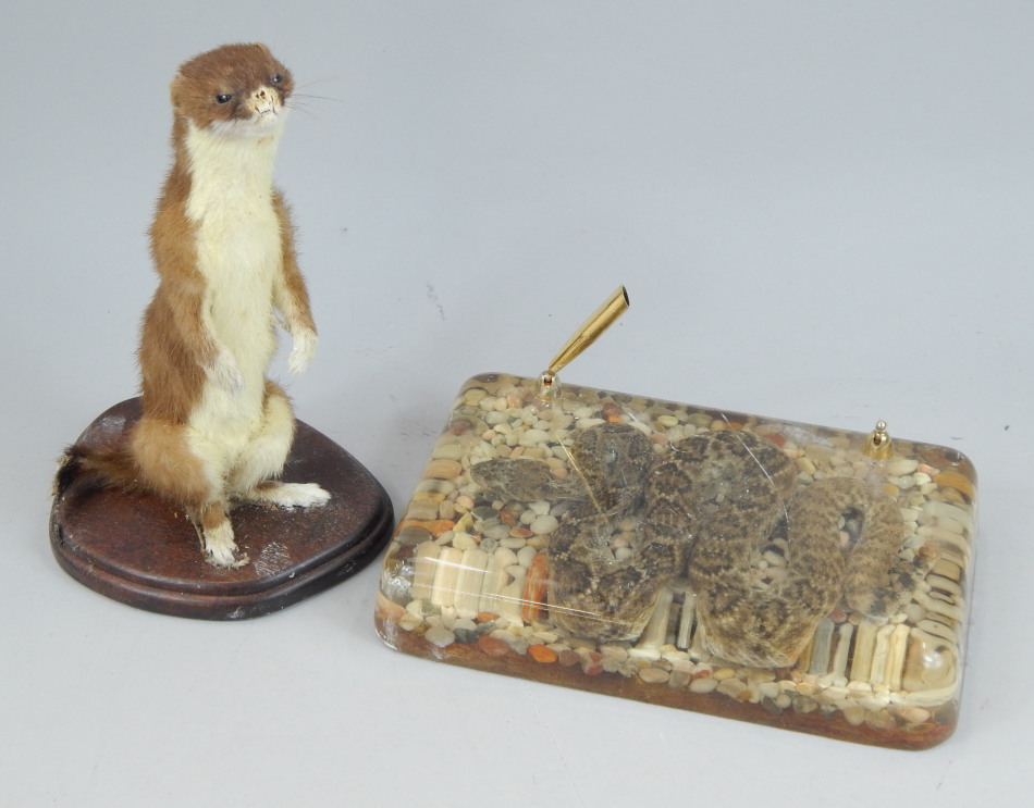 Appraisal: Two items of taxidermy a small rattle snake preserved in