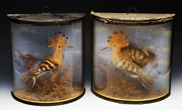 Appraisal: A PAIR OF TAXIDERMIC HOOPOES by J Cooper Radnor Street