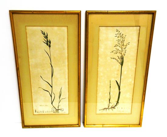 Appraisal: William Curtis - two hand-colored engravings of grasses from Flora