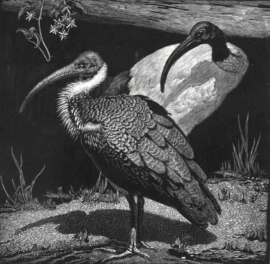 Appraisal: Lionel Lindsay - Ibis wood engraving ed x cm