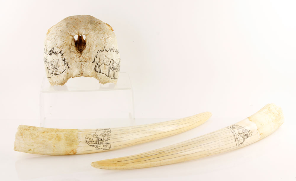 Appraisal: - Inuit Carved Walrus Skull and Tusks Inuit carved walrus