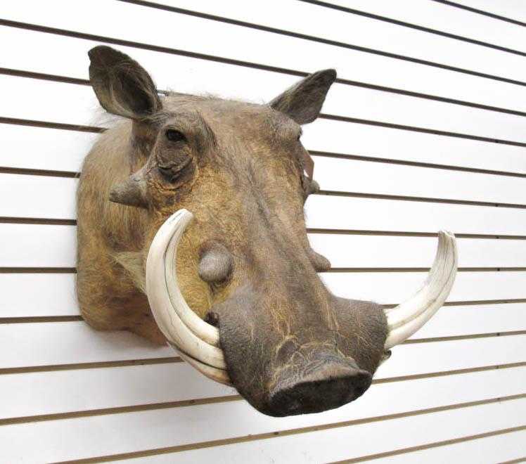 Appraisal: AFRICAN TAXIDERMY MOUNT a common warthog Angola a head trophy