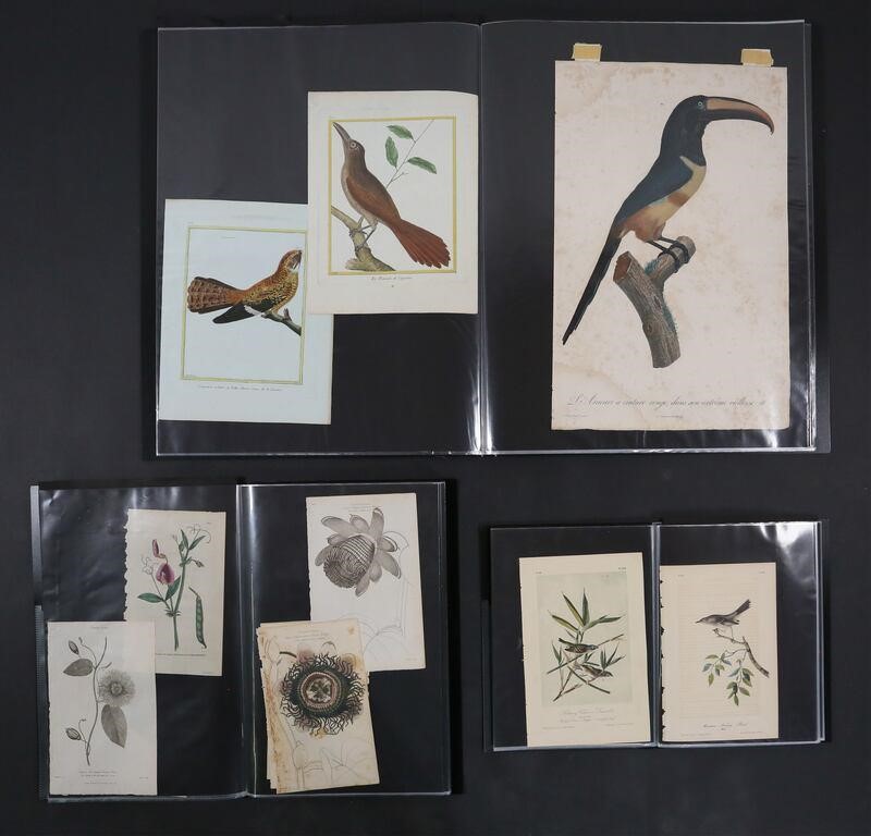 Appraisal: Large lot of ornithological botanical and zoological art Including engravings