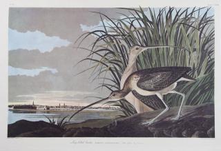 Appraisal: John James Audubon - Long-billed Curlew No Plate Amsterdam edition