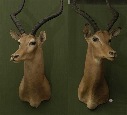 Appraisal: Pair of Impala Trophy Heads