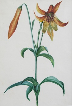 Appraisal: A th Century Tiger Lily Botanical Watercolor A th century