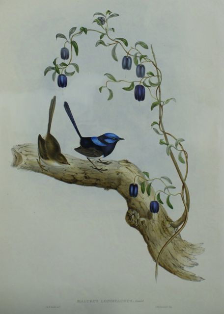 Appraisal: Long-tailed Wren Malurus Longicaudus Lithograph by Elizabeth Gould