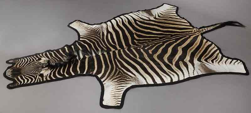 Appraisal: Large zebra hide taxidermy rug over ft long good tanning