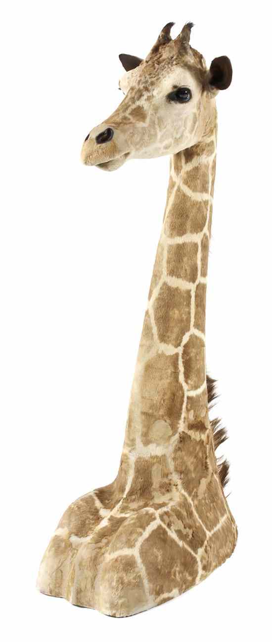 Appraisal: A Taxidermy Floor Mount of a Female Giraffe Height inches