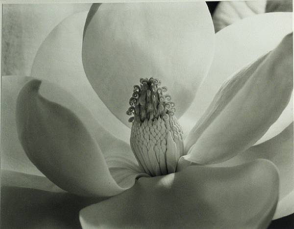 Appraisal: Imogen Cunningham American - Magnolia Blossom Gelatin silver print printed