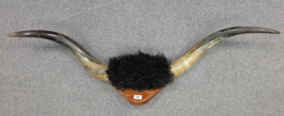 Appraisal: Large set of mounted cattle horns