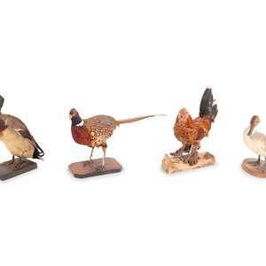 Appraisal: A Group of Four Taxidermy Birds includes two ducks a