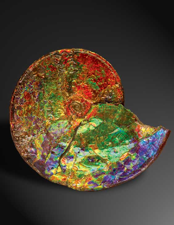 Appraisal: A SPECTACULAR OPALESCENT AMMONITE Placenticeras meeki Cretaceous Bearpaw Formation Alberta