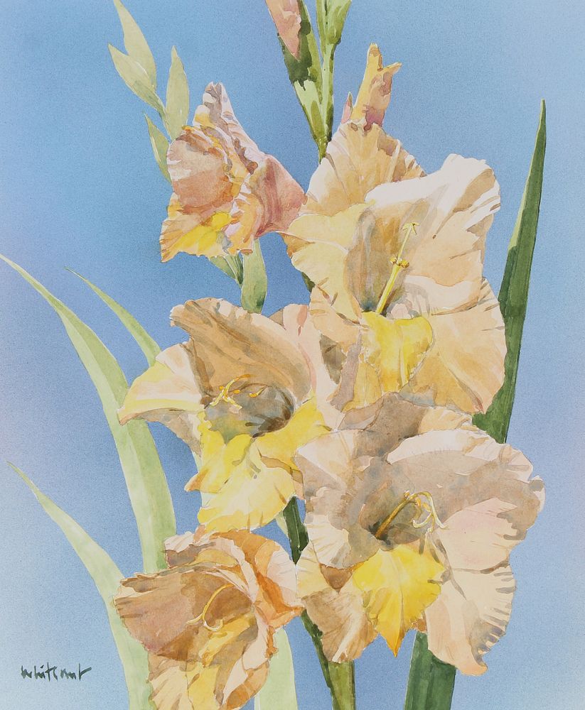 Appraisal: Skip Whitcomb B Gladiola Skip Whitcomb American B Summer Garden