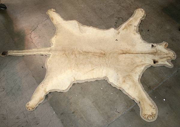 Appraisal: A lion skin rug approximate length from head to tail