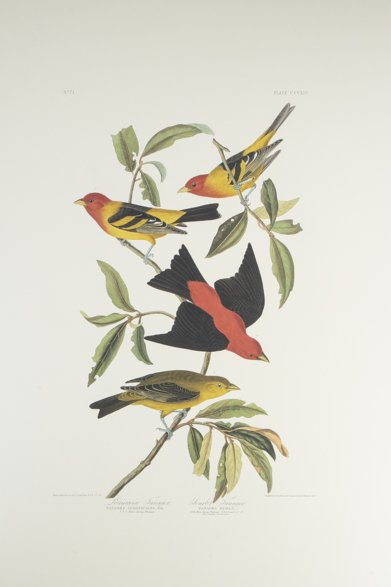 Appraisal: AUDUBON ABBEVILLE PRESS PRINTS EDITION LOOSE IN FOLIO Including CCCCIV