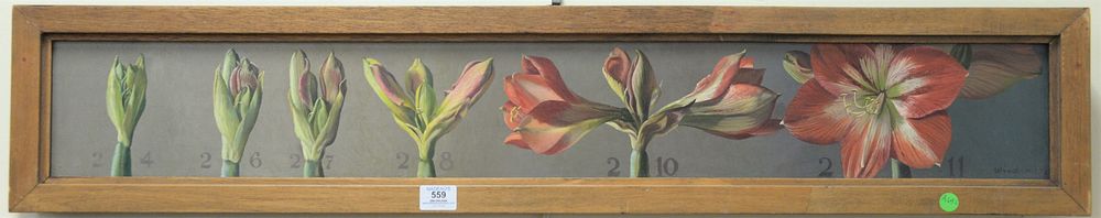 Appraisal: Patricia Hope Windrow American th century Flowering Amaryllis oil on